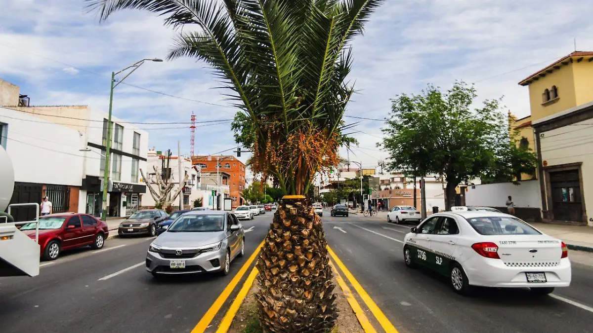 palmeras de avenida Carranza (2)